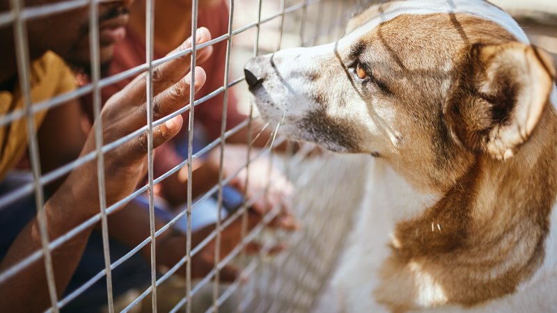 dog rescue shelter