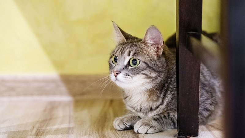 scared cat in corner