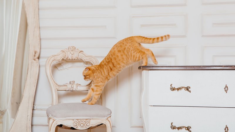cat landing on paws