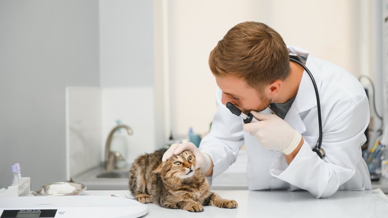 veterinarian examining cat eyes