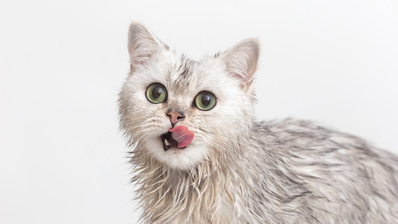 wet cat shaking off water
