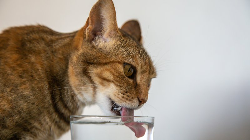cat tongue lapping water