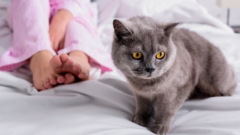 cat pawing at feet at night