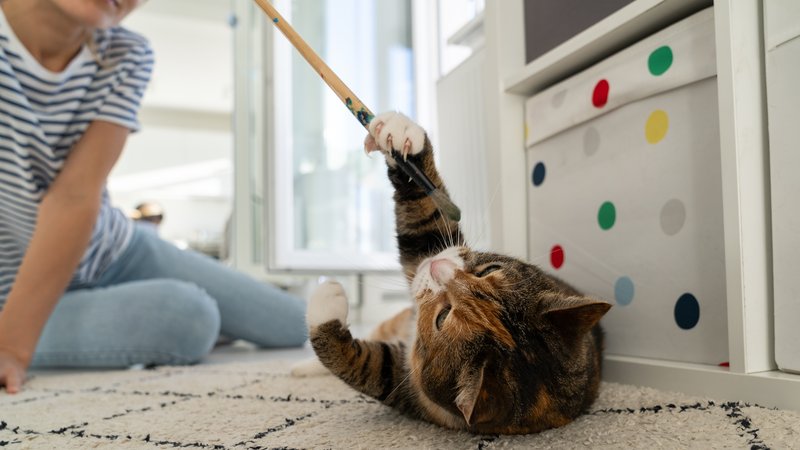 cat playing with owner