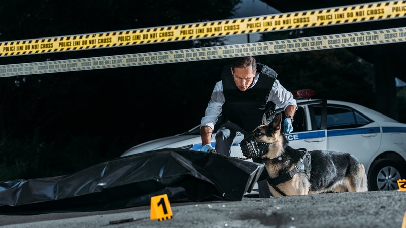 dog getting into police car