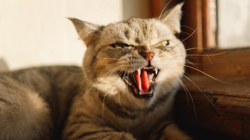 aggressive cat hissing