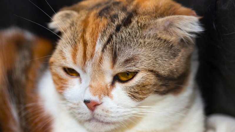 stressed cat close-up