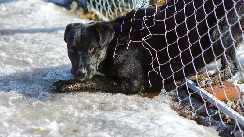 rescue dog searching rubble