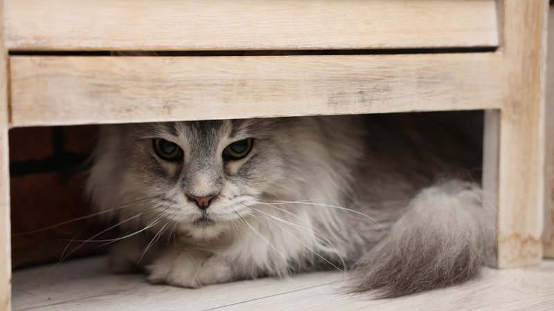 cat hiding under furniture