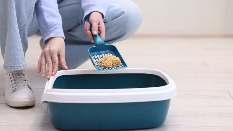 person scooping cat litter