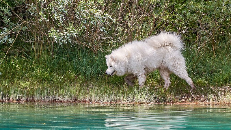 Canis lupus familiaris, Cetina (HR) -- 2022 -- 0121