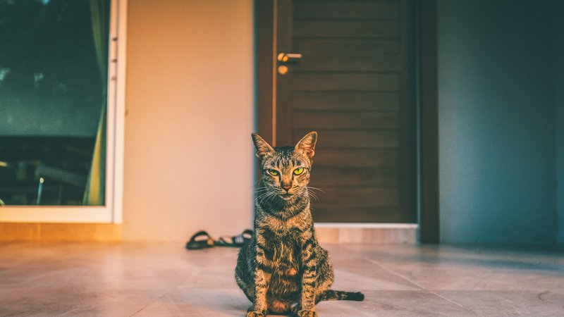 cat sitting at home