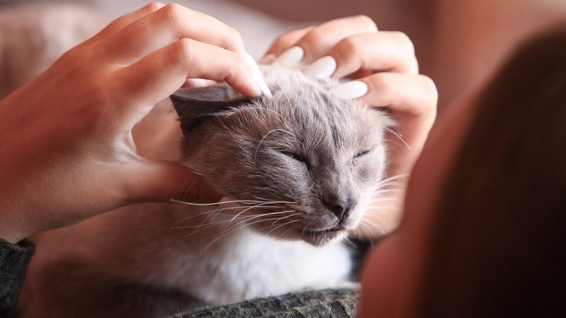 cat ear cleaning