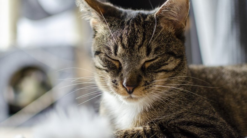 content cat resting