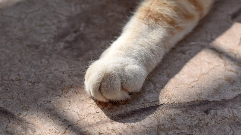 cat paw movement