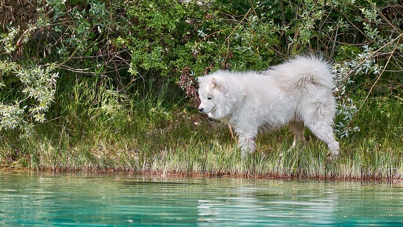 Canis lupus familiaris, Cetina (HR) -- 2022 -- 0123