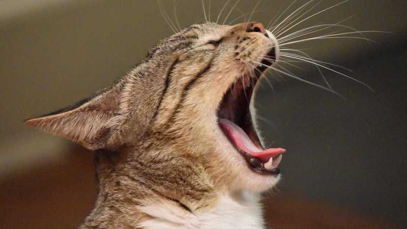 cat vocalizing indoors
