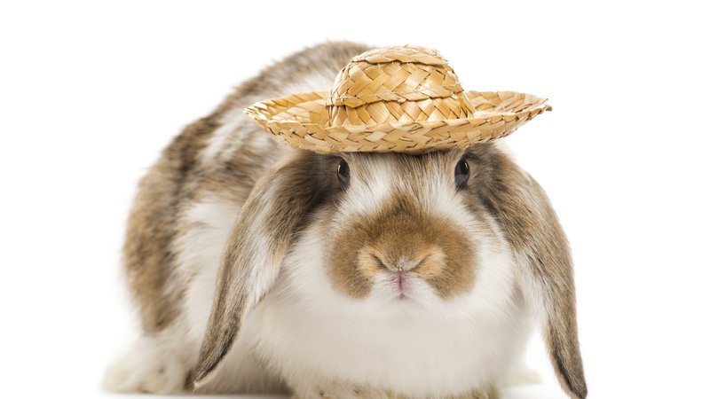 farm animals wearing hats