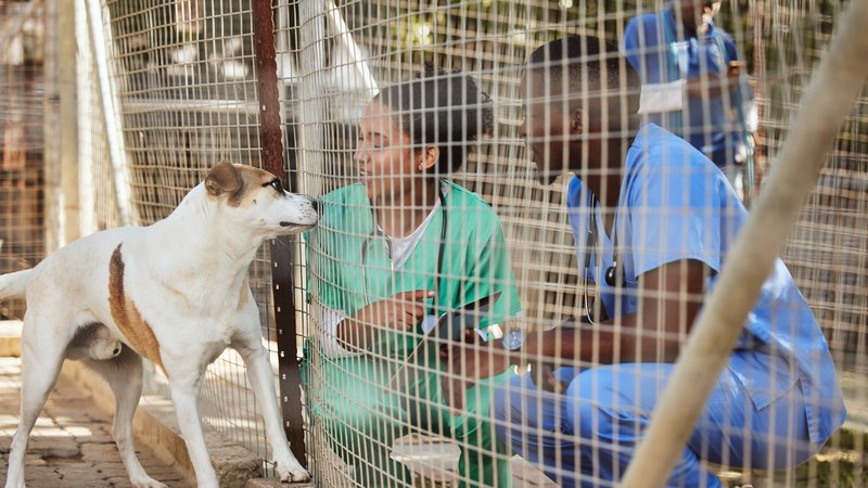 animal rescue operation
