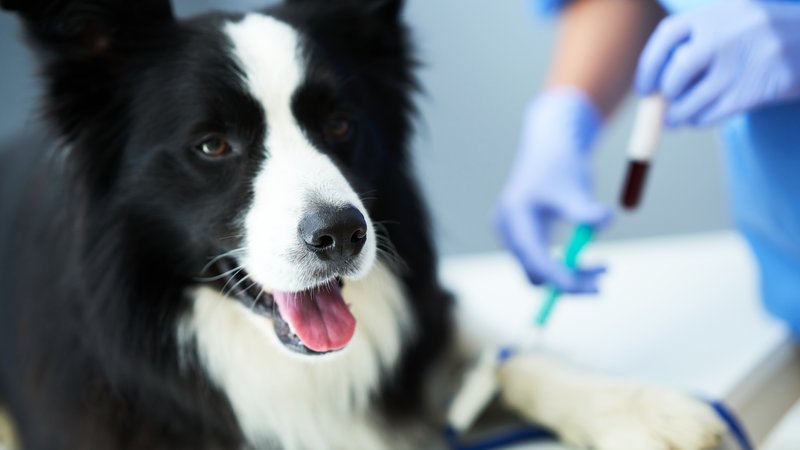 dog cancer detection test