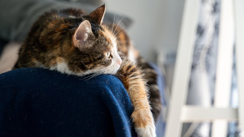 domestic cat resting