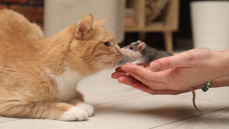 cat and mouse interaction