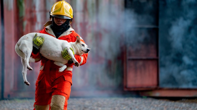 firefighters playing with dog
