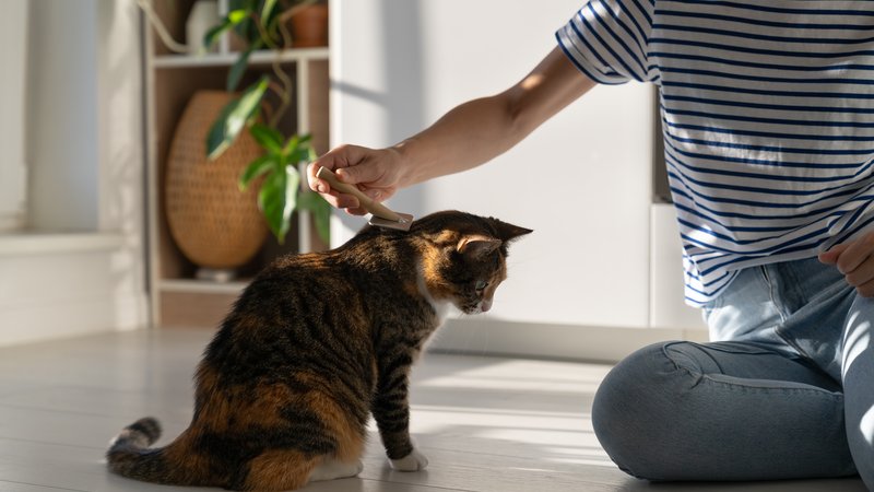 pet cat and owner interaction