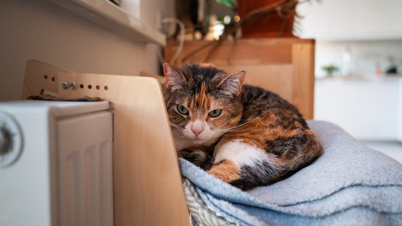 domestic cat resting indoors