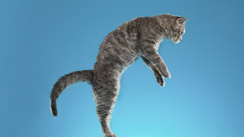 cat falling midair