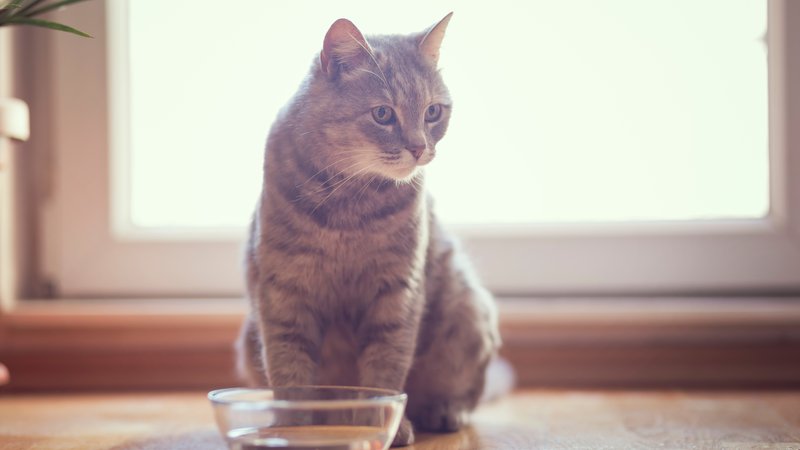 cat near water bowl
