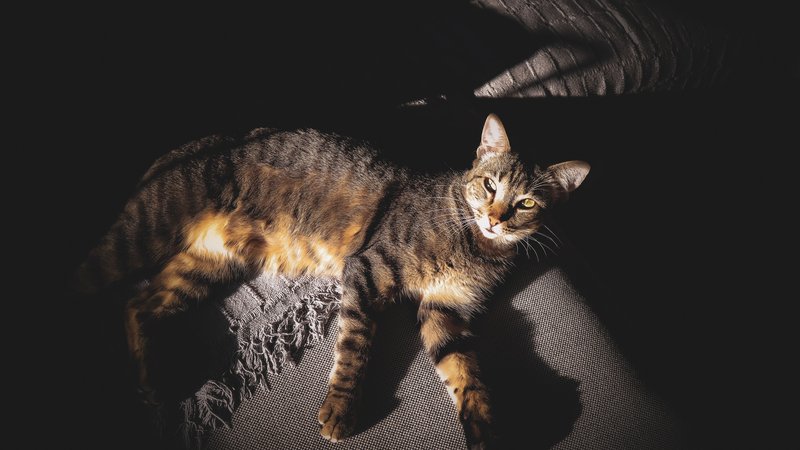cat nighttime behavior indoors