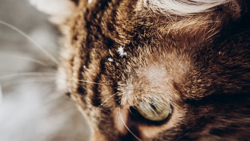 close up of cat eyes with tears