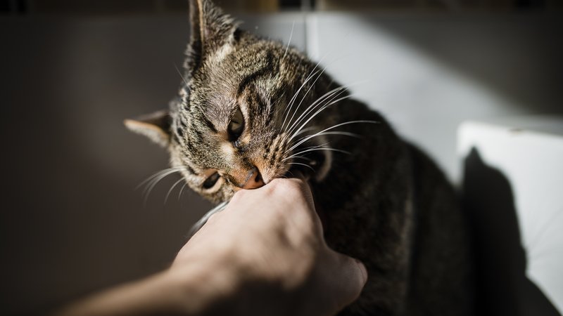 cat biting hand gently
