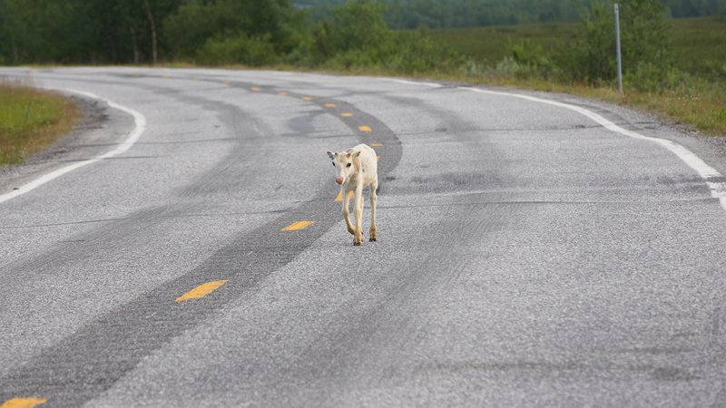 rescue dog on highway