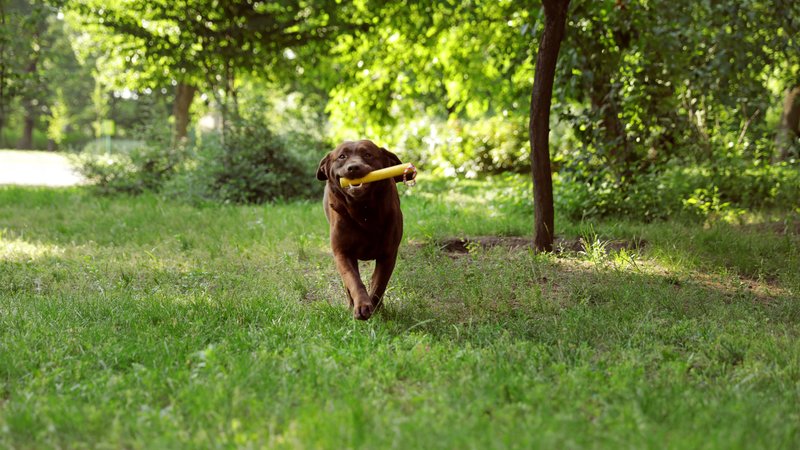 dog playing fetch outdoors