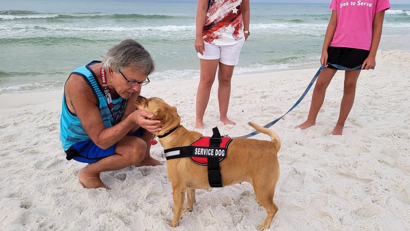 dog finding survivors disaster