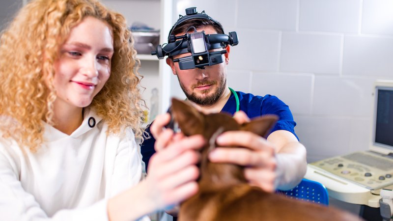 scientist monitoring dog brain