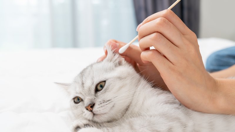 cat owner cleaning ears