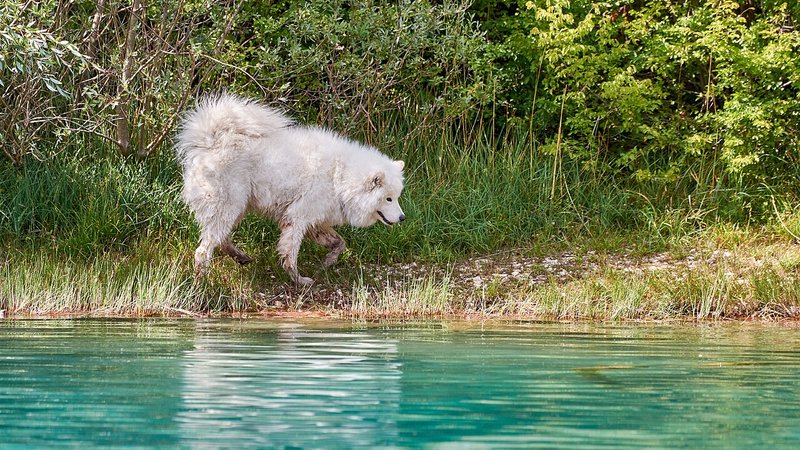 Canis lupus familiaris, Cetina (HR) -- 2022 -- 0128