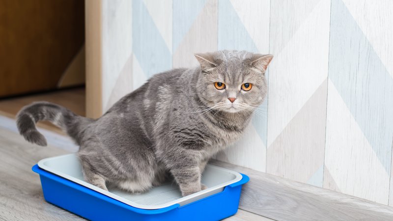 cat near litter box