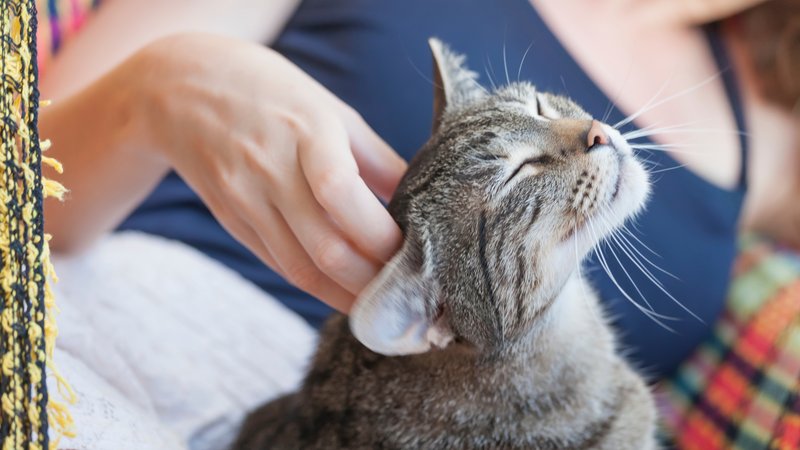 cat owner petting cat