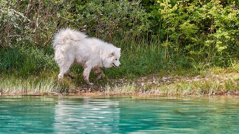 Canis lupus familiaris, Cetina (HR) -- 2022 -- 0128