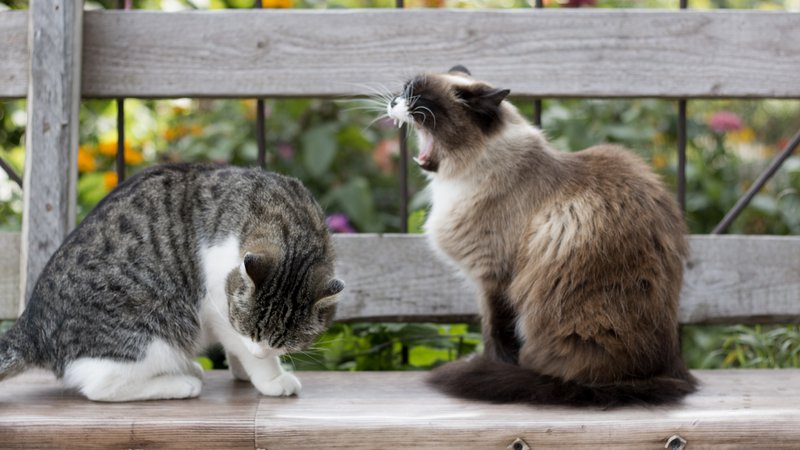 domestic cat communication