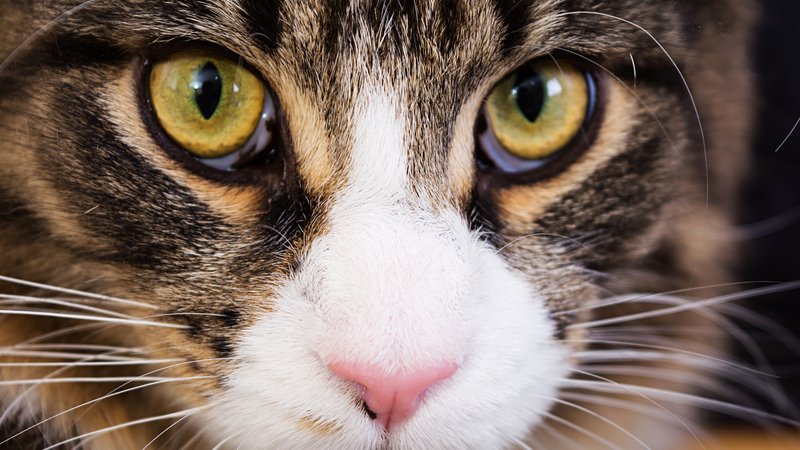 close-up of cat face