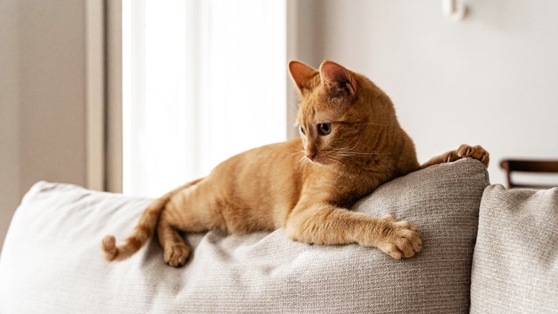 indoor cat resting on sofa