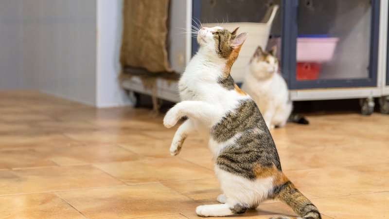 cat reflex action