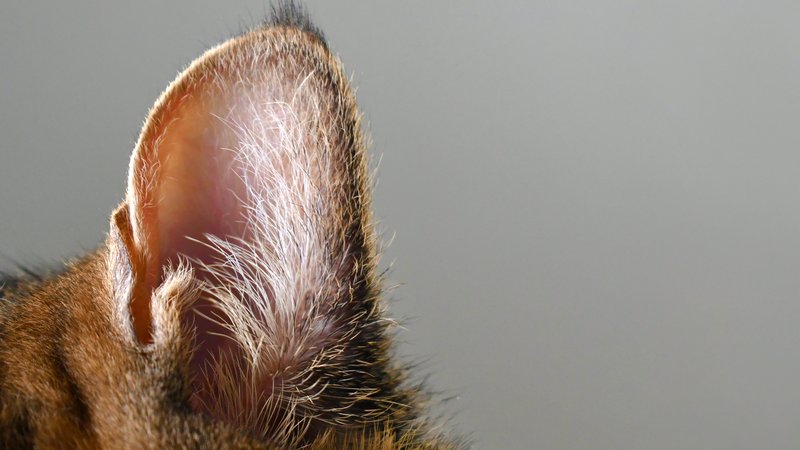 cat close-up ears